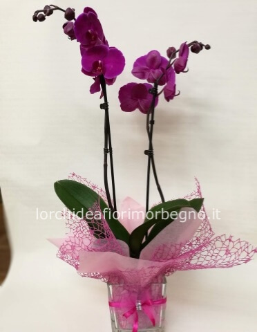 Pianta di Orchidea Phaleonopsis, diversi colori a richiesta.