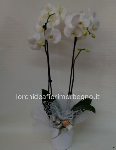 Orchidea Phalenopsis con vaso in ceramica