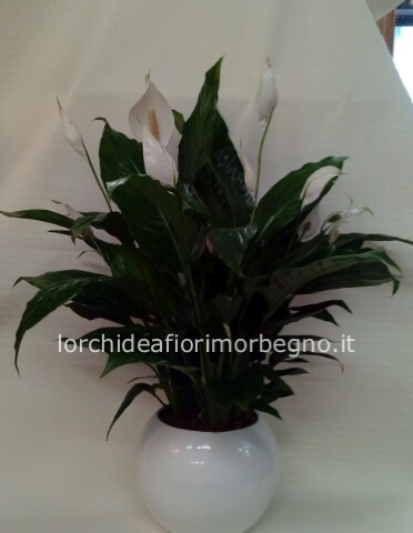 PIANTA DI SPATIFILLUM CON BOCCIA IN CERAMICA