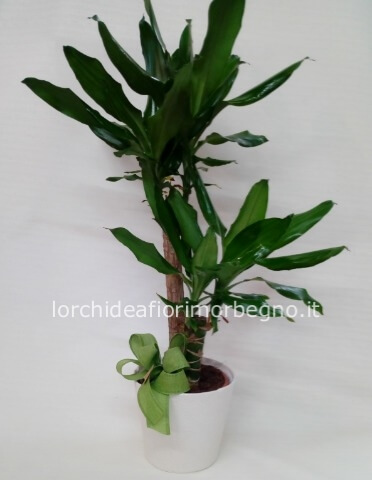 Pianta di Dracaena Fragrans