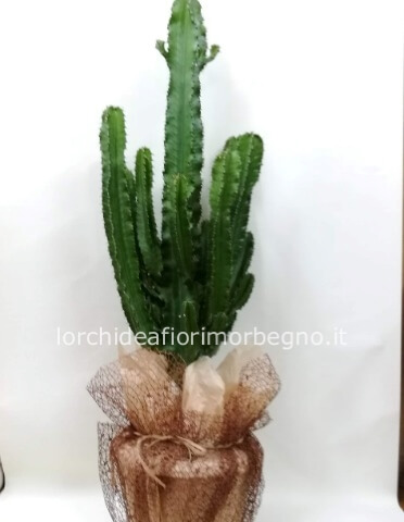 Euphorbia