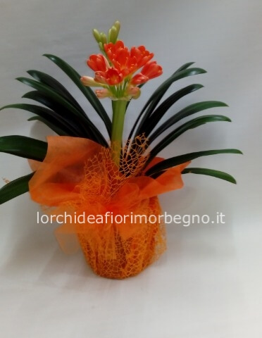 Clivia