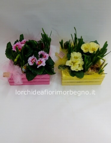 cassettina piante fiorite