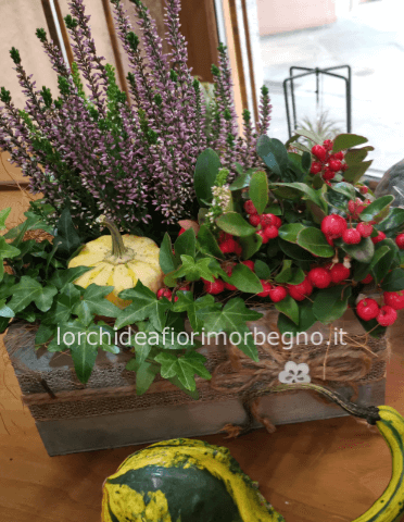 cassettina piante autunnali media