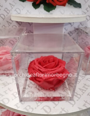 Rosa stabilizzata in cubo plexiglass
