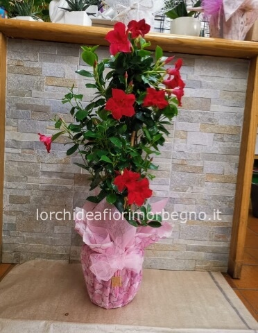 Diplandenia rampicante