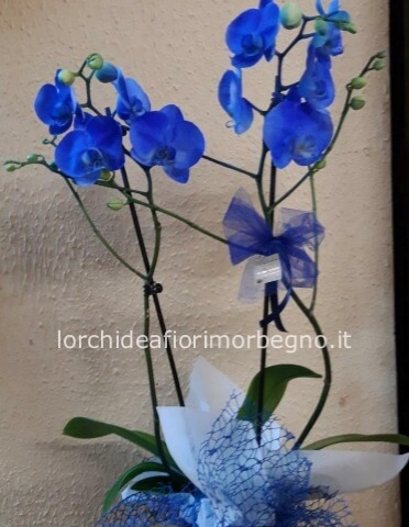 Orchidea blu