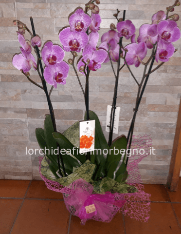 2 orchidee