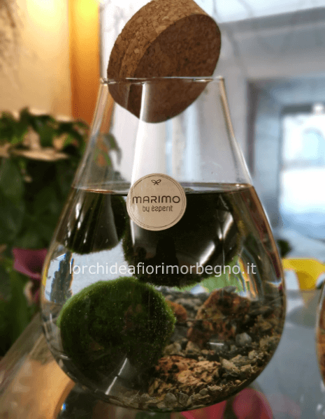 Marimo
