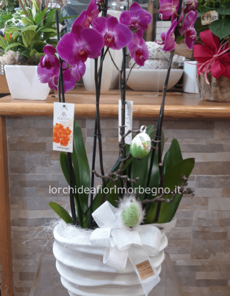 Composizione orchidee in ceramica