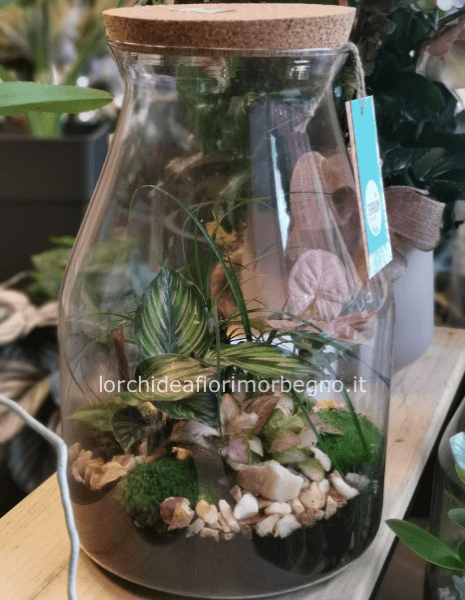 Terrarium in vetro con piante verdi e miste » Consegna fiori a Imola, invio  fiori e piante a domicilio a Imola