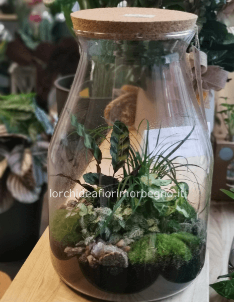 TERRARIUM AUTONOMO