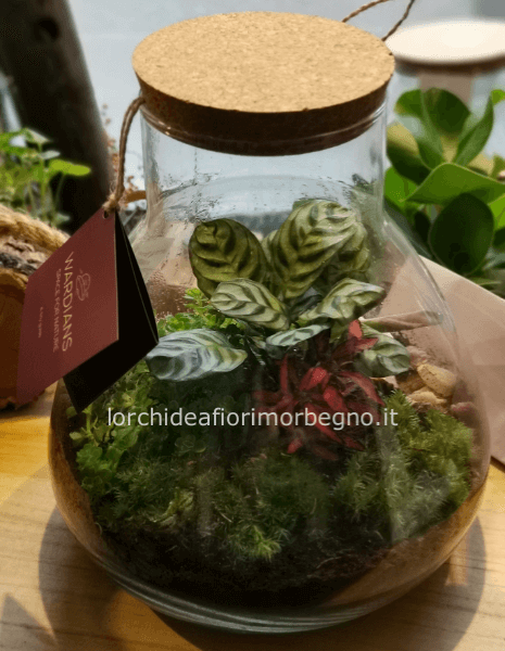 TERRARIUM AUTONOMO