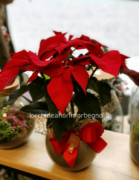 Stella di Natale con vaso a boccia in vetro dorato