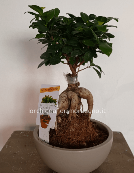 Ficus ginseng