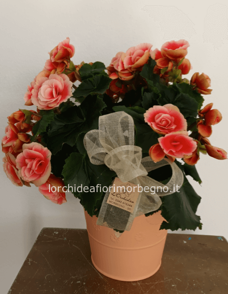 Begonia