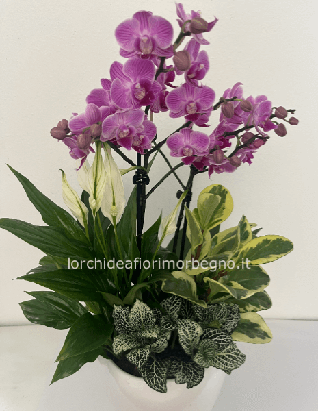 Composizione piante d'appartamento