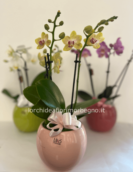 Mini orchidea con ceramica
