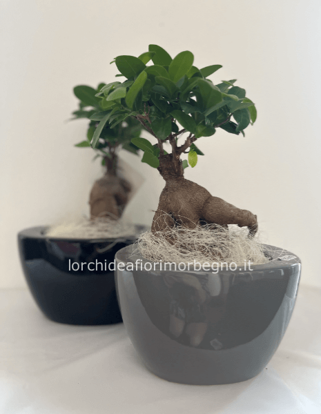 Ginseng con ceramica