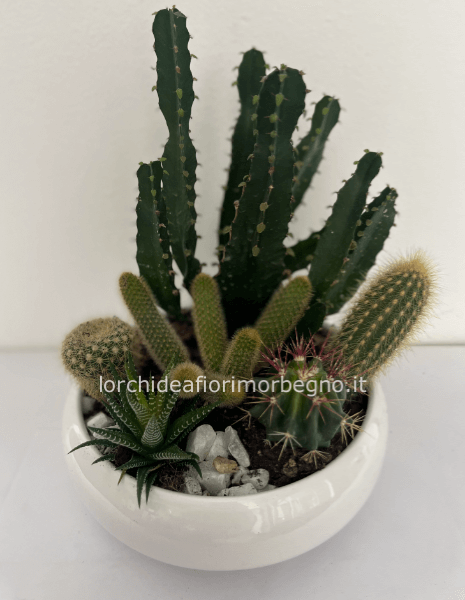 composizione di piante grasse