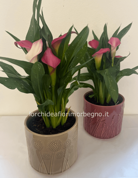 Calla con vaso in ceramica