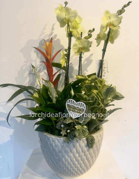 Composizione piante d'appartamento