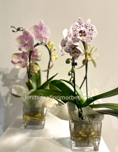 Orchidea blu » Fiorista consegna fiori e piante a domicilio a