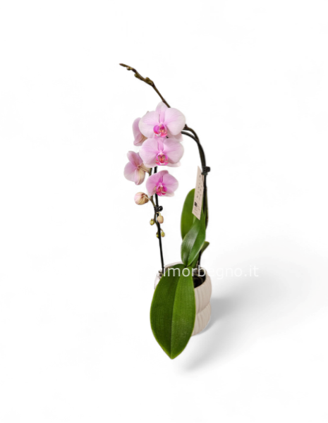 Orchidea phalenopsis ad arco con vaso in ceramica