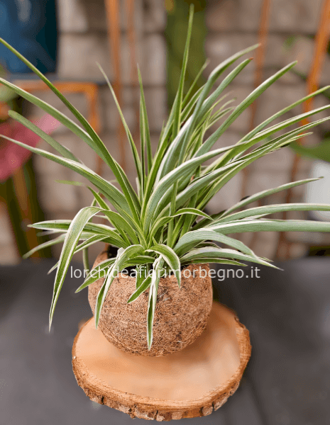 Kokodama clorophytum