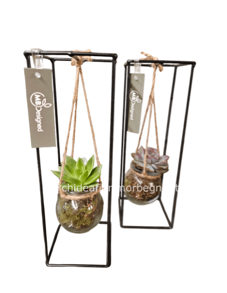 Cactus appeso su struttura