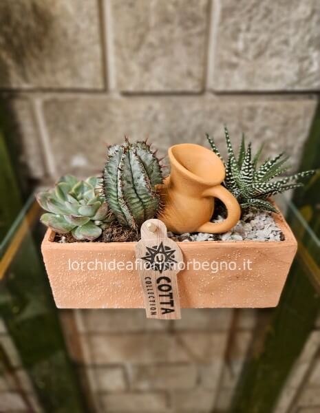 Composizione di piante grasse in vaso di terra